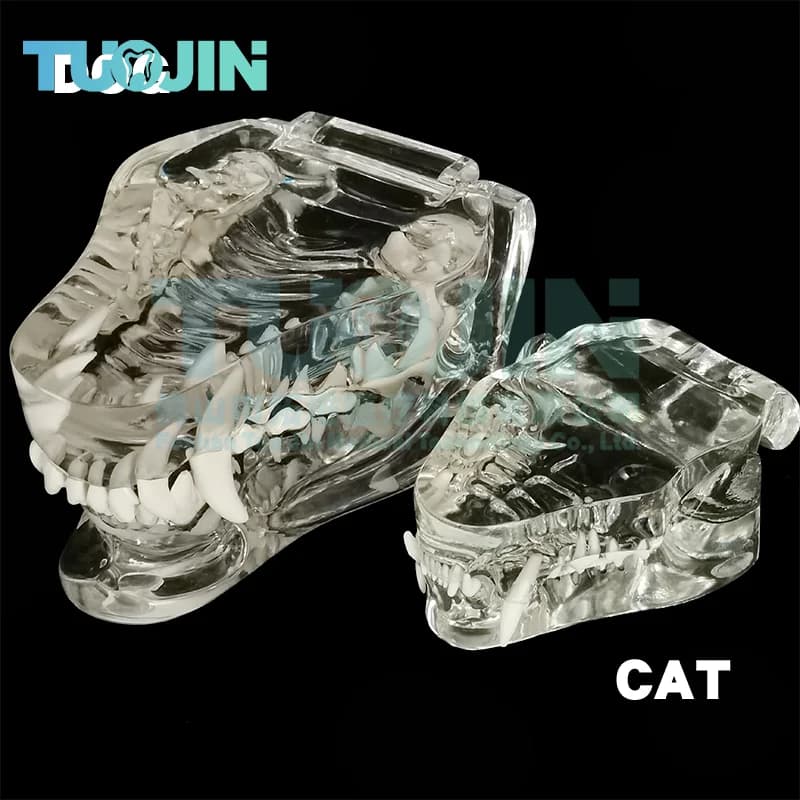 Harz Transparent Hund Katze Zähne Modell Haustier Dental Zähne Modell Tier Harz Zahn Veterinär Dental Lehre ви 이 모자