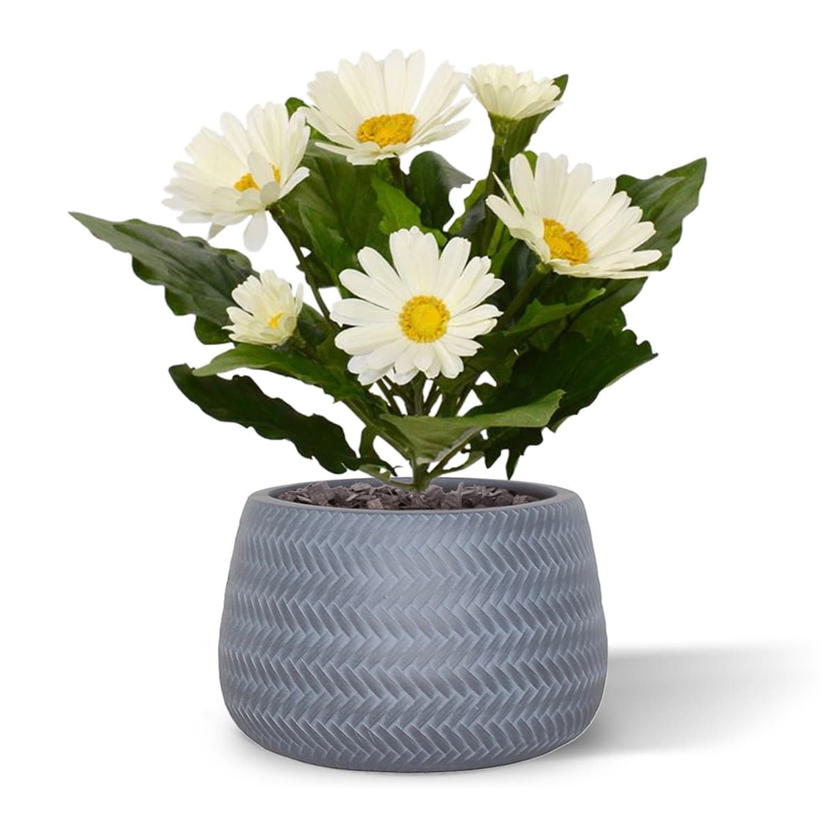 Künstliche Gerbera Pflanze 30 cm creme