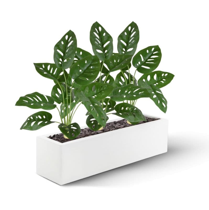 Künstliche Monstera Adonsonii 40cm in Topf